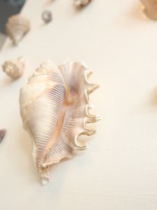IMG_0949